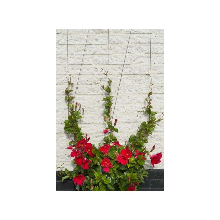 Kit complet pour treillis métallique DIAM 1,8 mm x 10 m