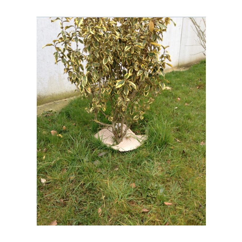 Paillage 100% biodégradable