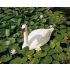 Cygne Blanc pour Décoration de Bassin de Jardin